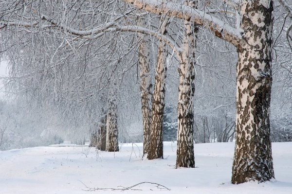 Березки в снегу