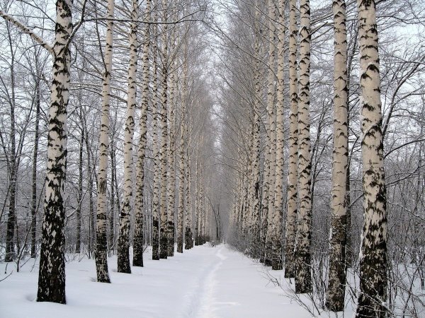 Берёзовая роща Назарого зимой