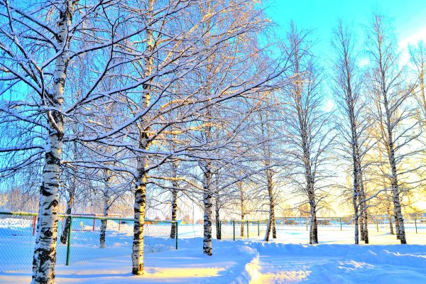 Березка зимой