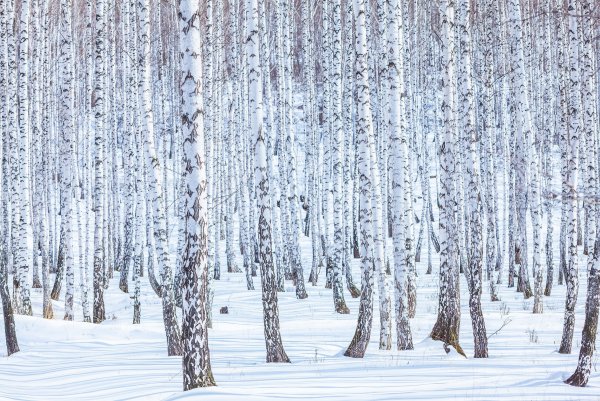 Березовая роща Казань Дербышки зимой