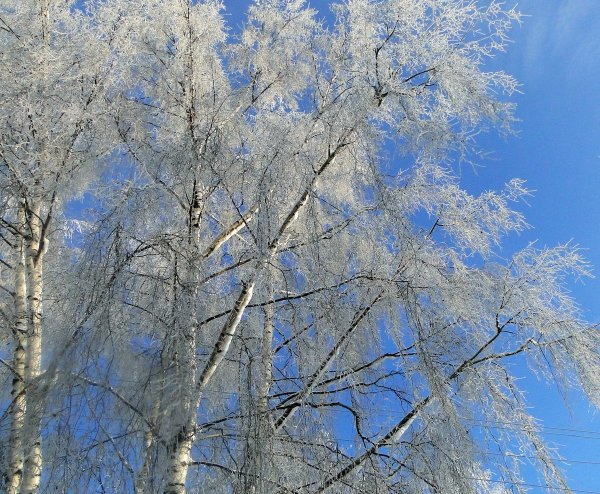 Снежная береза