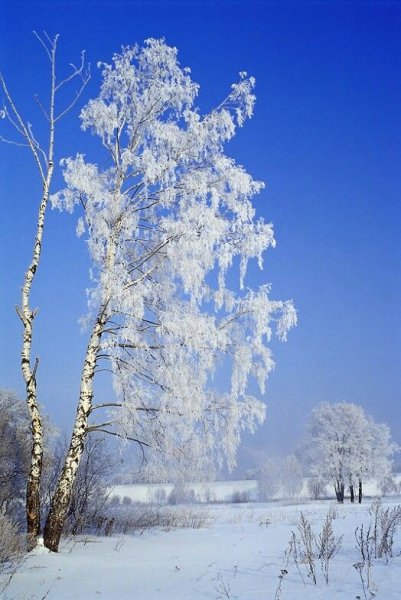 Береза зимой