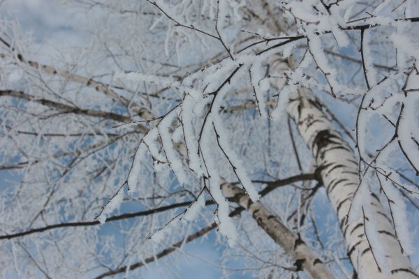 Ветка березы (снег)