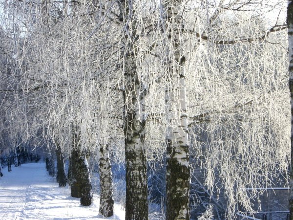Береза повислая зима