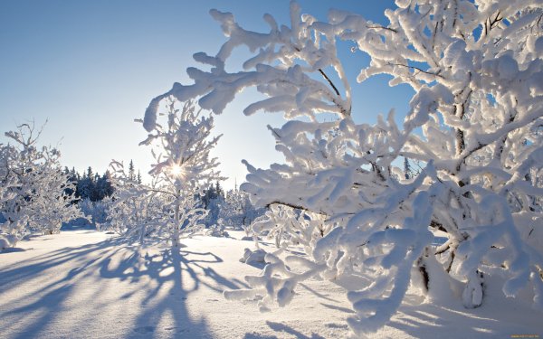 Красивая зима