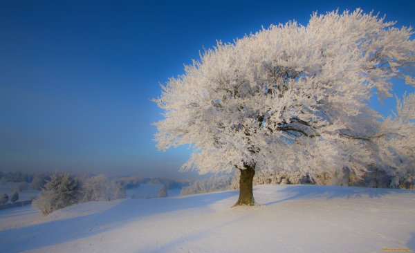 Зимняя природа