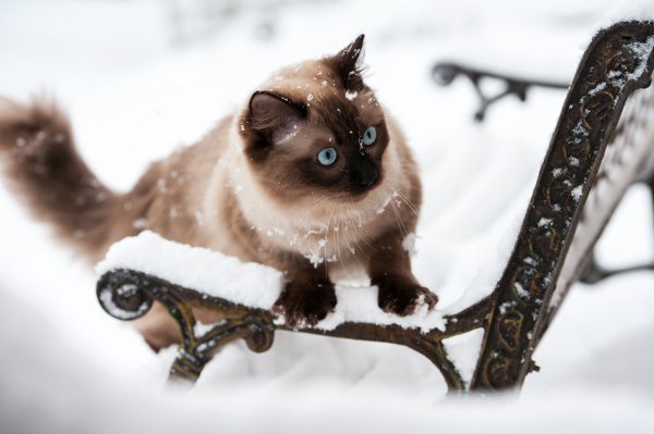 Кошка в снегу красивые