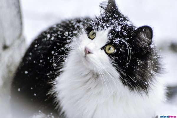 Кошка черно белый зимой