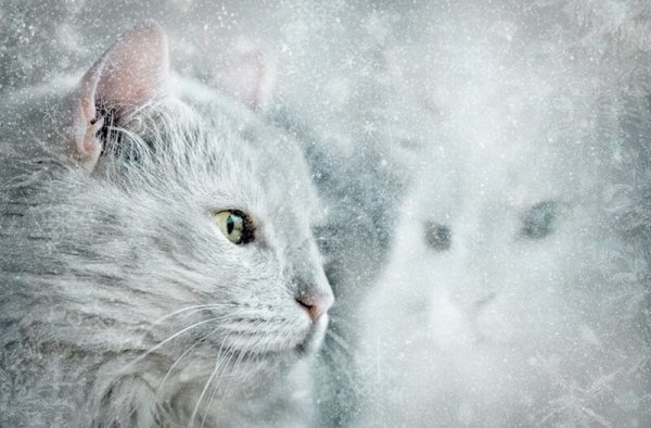 Белый снежный кот
