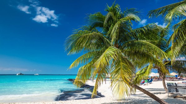 Пляж с пальмами