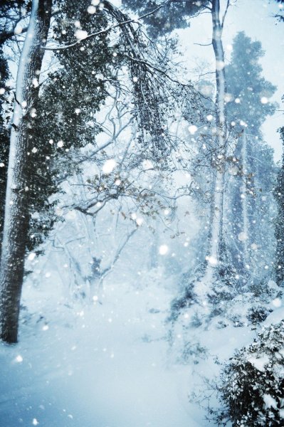 Зимой в лесу