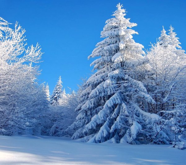 Черно белая зима