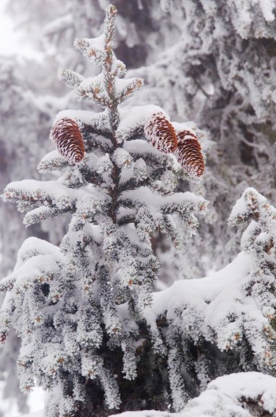 Красивый зимний лес