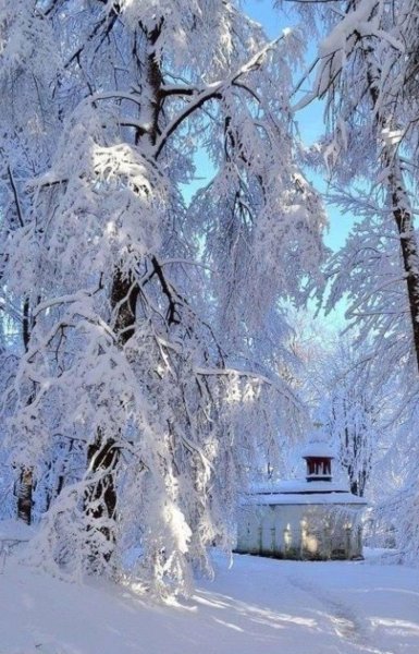 Ель в снегу