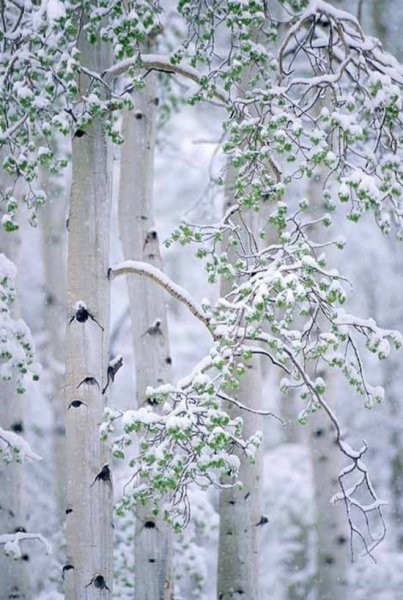 Красивая берёзка зимой