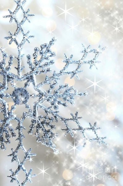 Снежные ветки