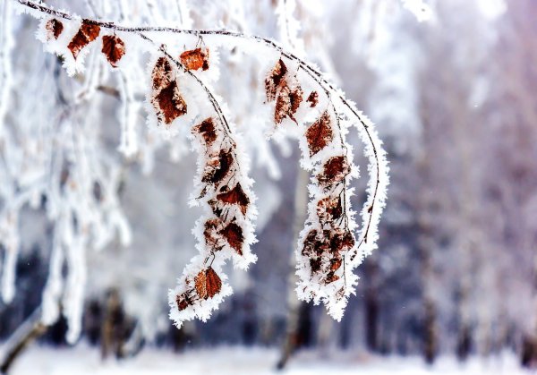 Снежная кайма на ветках