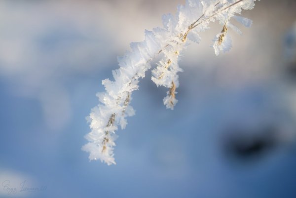 На пушистых ветках снежною каймой