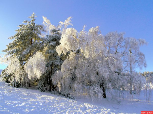 Снежная кайма