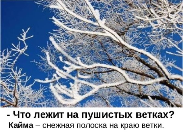 Кайма на ветках дерева