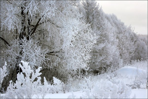 Серебристая зима фото