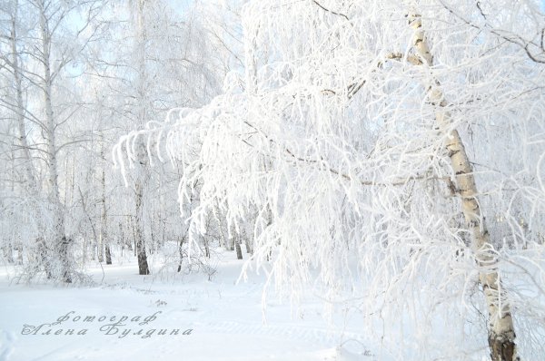 Березки в снегу