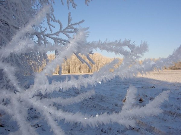 Снежная кайма