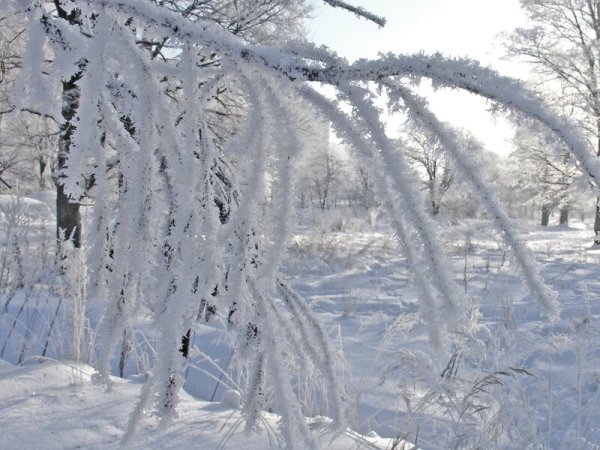 Снежная кайма на ветках березы