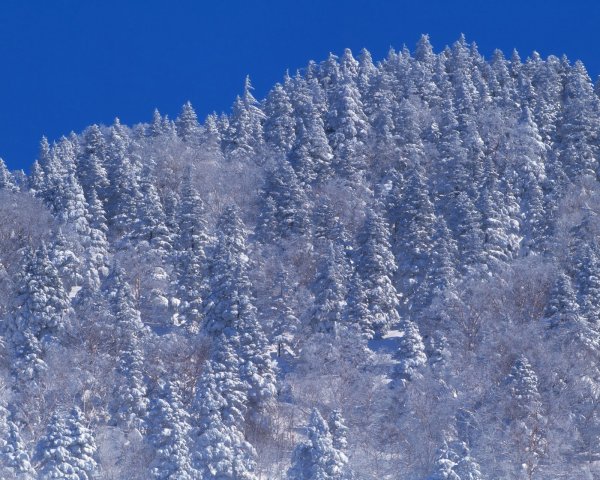 Снег Лисагор