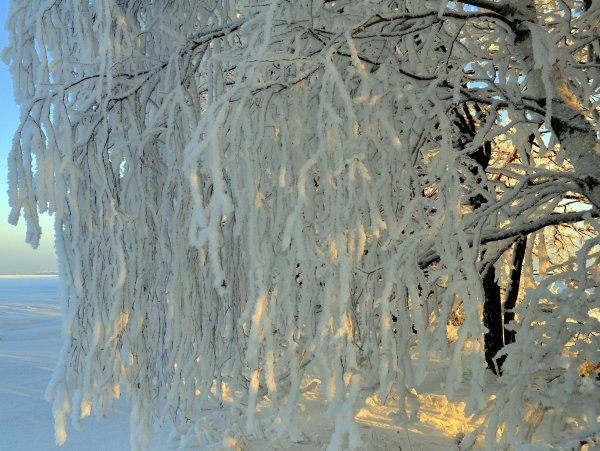 Снежная бахрома на деревьях