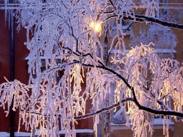 Снежная бахрома на деревьях