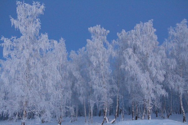 Зимняя Березовая роща