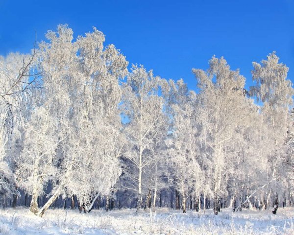 Снежная береза