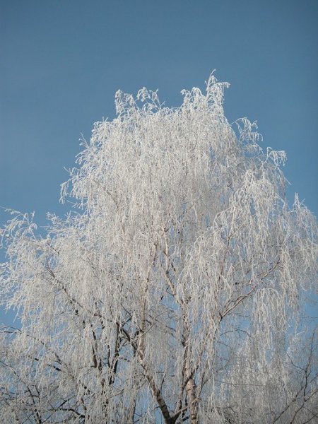 Снежная кайма
