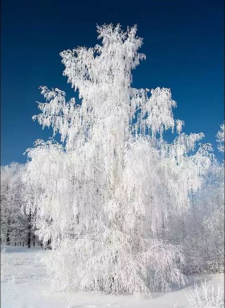 Береза зимой
