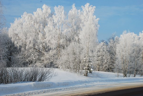 Заснеженная береза