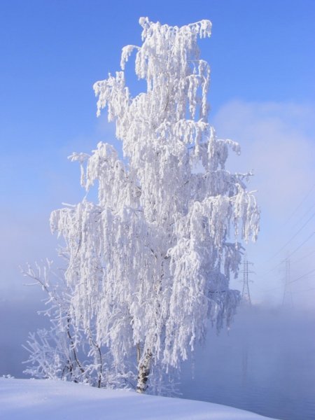 Береза зима Есенин