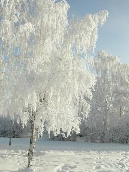 Береза зима Есенин