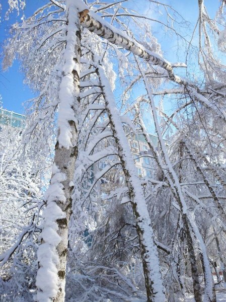 Белая берёза Снежная кайма -