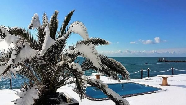 Пальмы зимой