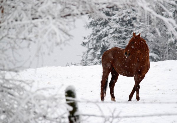 Лошади в снегу