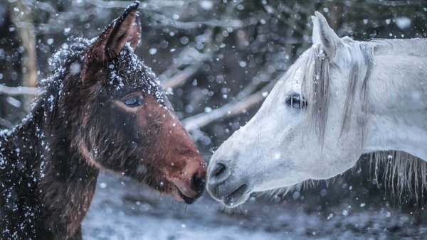 Обои на рабочий стол лошади зимой