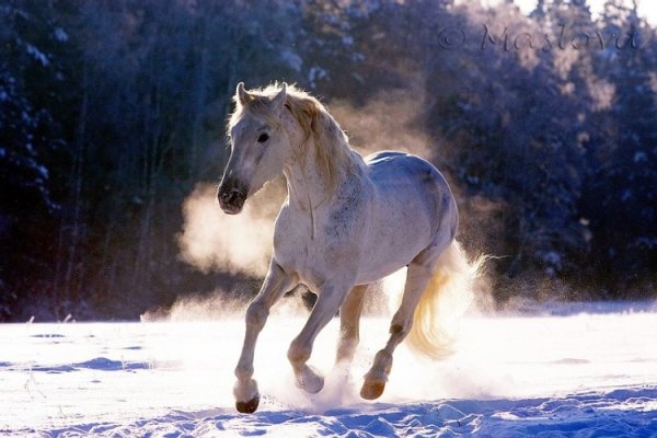 Лошади зимой