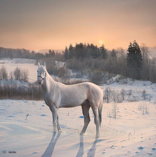 Лошади зимой