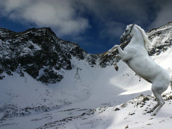 Белая лошадь в горах