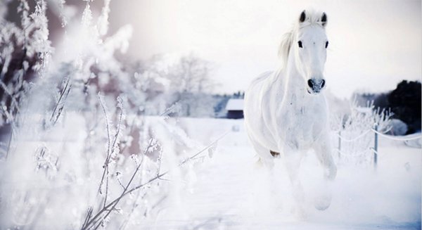 Лошадь на зимнем фоне