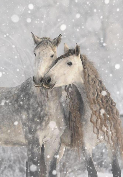 Кони зимой