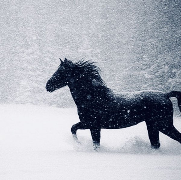 Черная лошадь на снегу