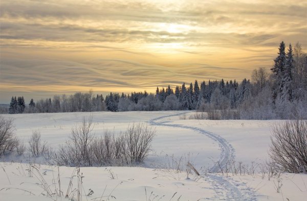 Пинежский заповедник зимой