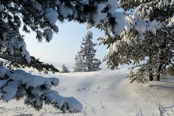 Зимний лес Сибири